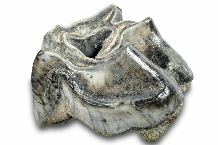 Extinct Rhino (Stephanorhinus) Upper Molar Crown - Germany #257835